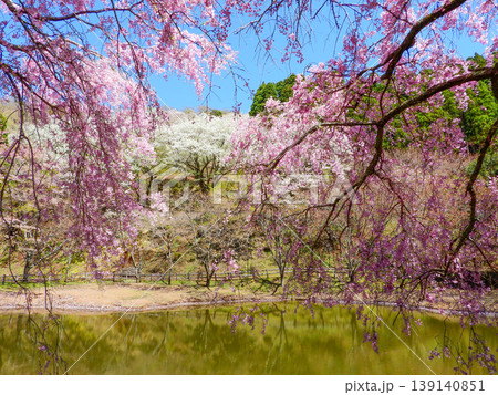 神奈川県松田町 最明寺史跡公園の絶景 神奈川県松田町 最明寺史跡公園の絶景 139140851