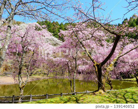 神奈川県松田町 最明寺史跡公園の絶景 神奈川県松田町 最明寺史跡公園の絶景 139140852