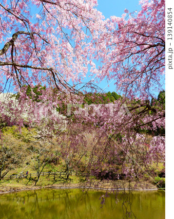 神奈川県松田町 最明寺史跡公園の絶景 神奈川県松田町 最明寺史跡公園の絶景 139140854
