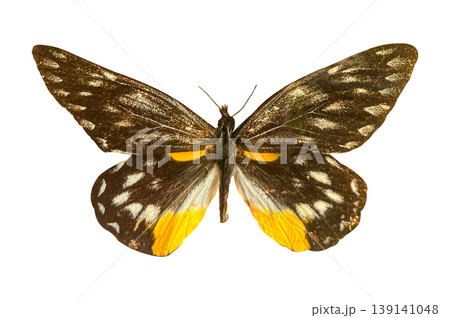 Delias sanaka belladonna butterfly isolated on a white background with clipping path. Beautiful butterfly for design. Delias sanaka belladonna butterfly isolated on a white background with clipping path. Beautiful butterfly for design. 139141048