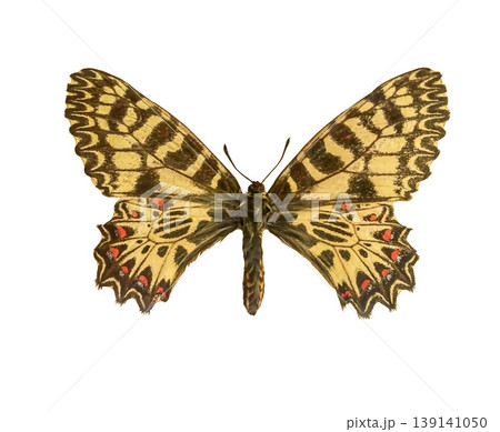 Southern festoon Butterfly Zerynthia polyxena isolated on a white background with clipping path. 139141050