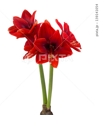 Close-up Branch of red Hippeastrum Galaxy Grp 'Red Lion' isolated on a white background with clipping path. Floral design element for cards, invitations, posters. Close-up Branch of red Hippeastrum Galaxy Grp 'Red Lion' isolated on a white background with clipping path. Floral design element for cards, invitations, posters. 139141054