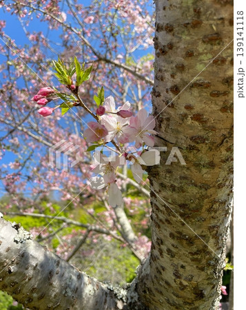 桜の木に咲く小さな花 桜の木に咲く小さな花 139141118