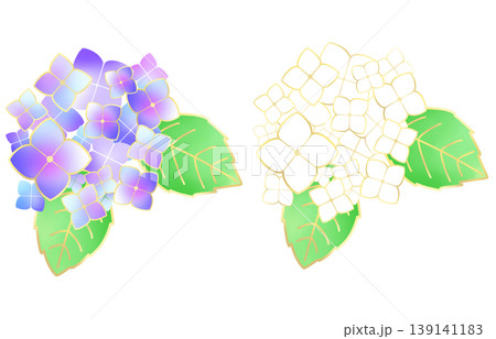 青い紫陽花と白い紫陽花のイラストセット 青い紫陽花と白い紫陽花のイラストセット 139141183