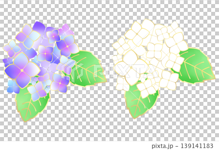 青い紫陽花と白い紫陽花のイラストセット 青い紫陽花と白い紫陽花のイラストセット 139141183