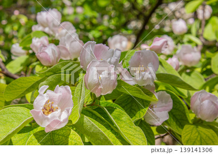 Close-up Blossoming Quince Cydonia oblonga as a natural background. Close-up Blossoming Quince Cydonia oblonga as a natural background. 139141306