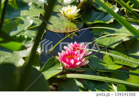 White and Pink water lilies in the pond background with copy space. Two Pink Nymphaea lotus and one white Nymphaea alba water lily flowers on a green leaves and water background. Two bright water 139141308