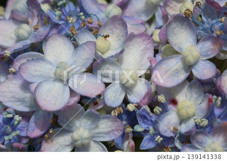 梅雨に咲く紫陽花 139141338