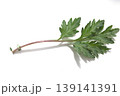 新鮮なヨモギの葉 139141391