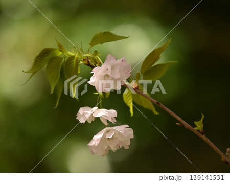 新緑の葉と桜 139141531