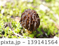 アミガサタケ　丸型上部 139141564