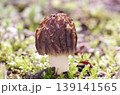 アミガサタケ　丸型 139141565