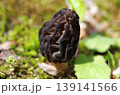 アミガサタケ　上部 139141566
