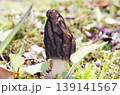 アミガサタケ 139141567