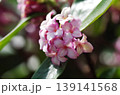沈丁花　アップ 139141568