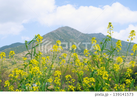 菜の花・背景に筑波山・日本の春・茨城県つくば市 139141573