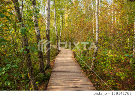 wooden boards eco-trail. Wooden pathway through a vibrant forest during autumn showcasing colorful leaves and peaceful nature setting. 139141765