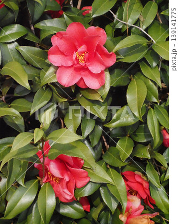 赤いツバキの花（用水路の対岸に咲いた椿） 139141775
