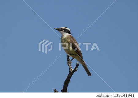 Great Kiskadee,  Pitangus sulphuratus, Calden forest, La Pampa, Argentina 139141941