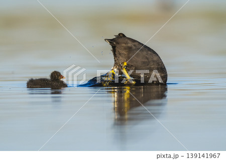White winged coot, diving to look for food, La Pampa province, Patagonia, Argentina. White winged coot, diving to look for food, La Pampa province, Patagonia, Argentina. 139141967