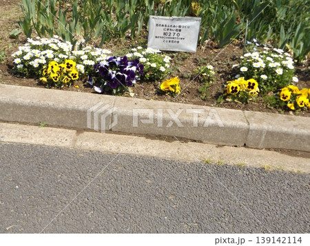 紫色と黄色のビオラと白いノースポールと黄色い菜の花 139142114