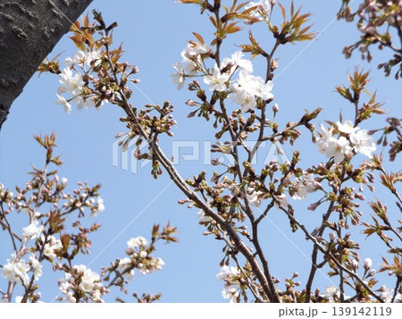 こじま花の会花畑桜並木の山桜の花 こじま花の会花畑桜並木の山桜の花 139142119