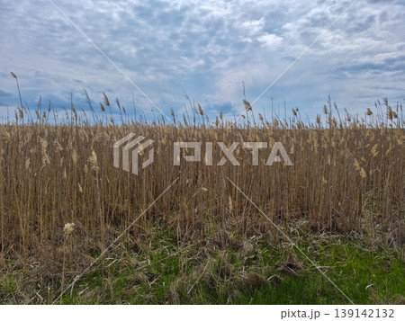Dry reed Phragmites australis Dry reed Phragmites australis 139142132