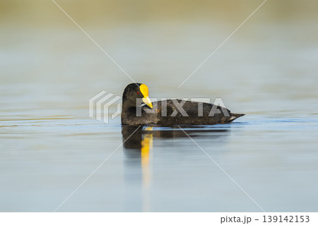 White winged coot, La Pampa province, Patagonia, Argentina. White winged coot, La Pampa province, Patagonia, Argentina. 139142153