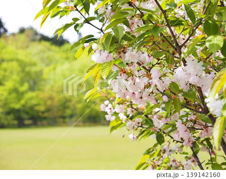 鎌足桜(木更津市) 鎌足桜(木更津市) 139142160