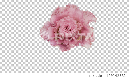 Pink lisianthus, transparent background, macro photography, flower material. Pink lisianthus, transparent background, macro photography, flower material. 139142282