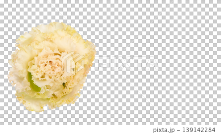 White lisianthus, transparent background, macro photography, flower material. White lisianthus, transparent background, macro photography, flower material. 139142284