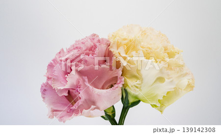 トルコキキョウの花 ピンクと黄色 白背景 マクロ撮影 フラワー素材 トルコキキョウの花 ピンクと黄色 白背景 マクロ撮影 フラワー素材 139142308