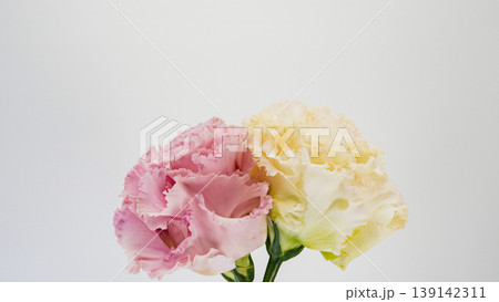 トルコキキョウの花 ピンクと黄色 白背景 マクロ撮影 フラワー素材 トルコキキョウの花 ピンクと黄色 白背景 マクロ撮影 フラワー素材 139142311