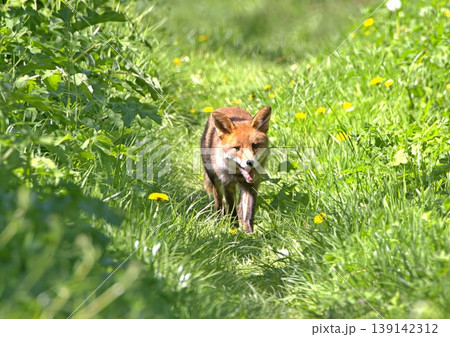 Red fox 139142312