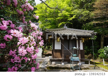 岡山県真庭市にある“花の山寺”として知られる「普門寺」：石楠花と大師堂 139142313