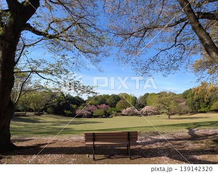 桜の木の下のベンチと青空 散った花びら 広大な春の芝生と八重桜 とちぎわんぱく公園 栃木 桜の木の下のベンチと青空 散った花びら 広大な春の芝生と八重桜 とちぎわんぱく公園 栃木 139142320