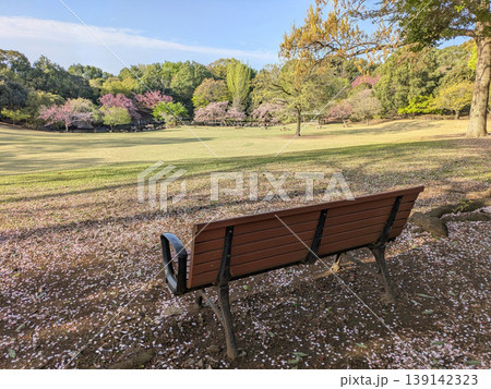 花びらが散った地面と空のベンチ　春の芝生と桜　とちぎわんぱく公園　栃木 139142323