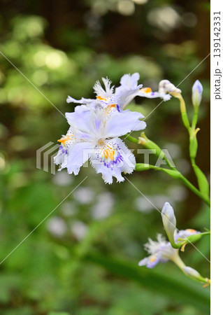 フリル状の花びらが美しいシャガの花 フリル状の花びらが美しいシャガの花 139142331