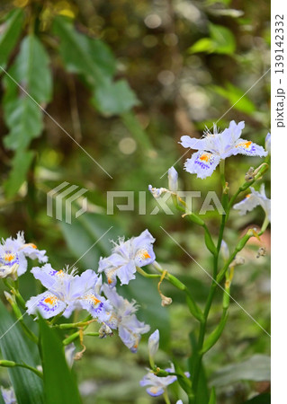 フリル状の花びらが美しいシャガの花 フリル状の花びらが美しいシャガの花 139142332