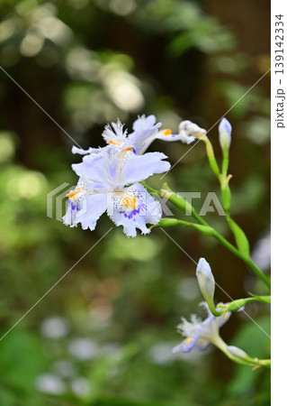 フリル状の花びらが美しいシャガの花 フリル状の花びらが美しいシャガの花 139142334