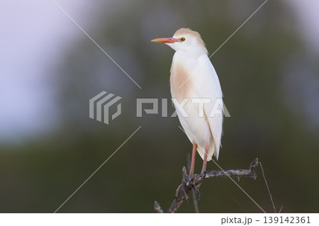Cattle Egret, Bubulcus ibis, perched, La Pampa Province, Patagonia, Argentina Cattle Egret, Bubulcus ibis, perched, La Pampa Province, Patagonia, Argentina 139142361