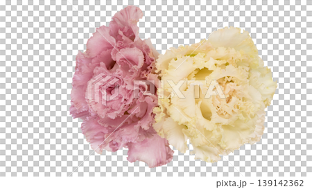 Lisianthus flowers, pink and white, transparent background, macro photography, flower material. Lisianthus flowers, pink and white, transparent background, macro photography, flower material. 139142362