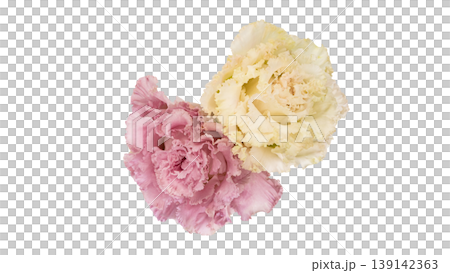 Lisianthus flowers, pink and white, transparent background, macro photography, flower material. Lisianthus flowers, pink and white, transparent background, macro photography, flower material. 139142363