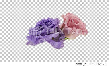 Lisianthus flowers, pink and purple, transparent background, macro photography, flower material. Lisianthus flowers, pink and purple, transparent background, macro photography, flower material. 139142370