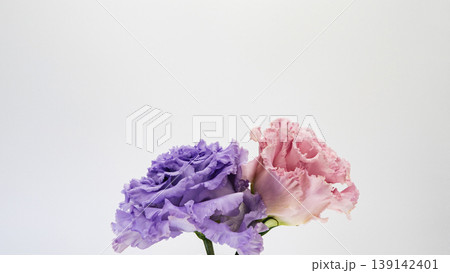 トルコキキョウの花 マクロ撮影 白背景 コピースペース フラワー素材 トルコキキョウの花 マクロ撮影 白背景 コピースペース フラワー素材 139142401