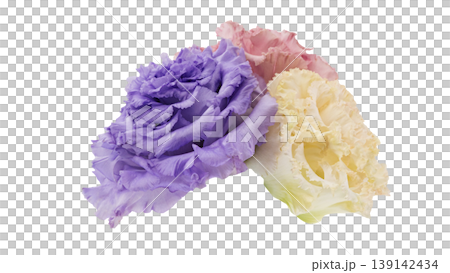 Lisianthus flower, transparent background, macro, flower material Lisianthus flower, transparent background, macro, flower material 139142434