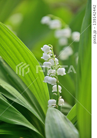 白いスズランの花 139142442