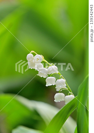 白いスズランの花 139142443