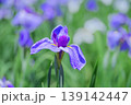 ハナショウブの花　青紫色の一輪と群生 139142447