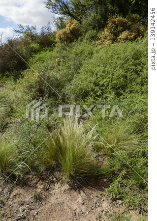 Calden forest and grass landscape, La Pampa province, Patagonia, Argentina. Calden forest and grass landscape, La Pampa province, Patagonia, Argentina. 139142456